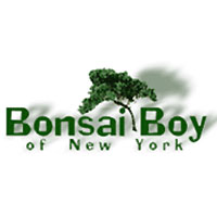 Bonsai Boy Of New York