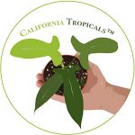 California Tropicals