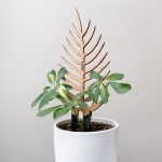 MyHerbs.net Coupon Codes 